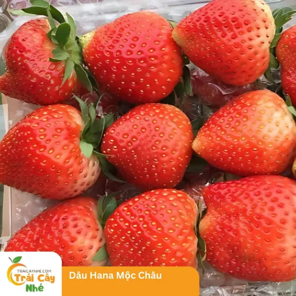 Dâu Hana Mộc Châu